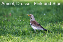 Amsel, Drossel, Fink und Star......