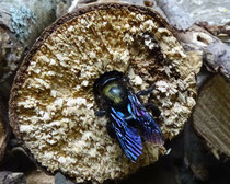 Holzbiene (Xylocopa), bohrt eine Bruthöhle, Villnachern