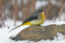 Bergstelze (Motacilla cinera), Villnachern