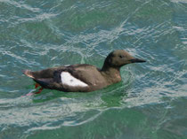 Gryllteiste (Cepphus grylle), Shetland GB