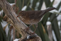 Amsel (Turdus merula) W, Villnachern