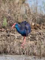 Purpurhuhn (Porphyrio porphyrio), Albufera, Mallorca