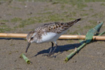 Sanderling (Calidris alba), La Sauge de Cudrefin