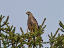 Schwarzmilan (Milvus migrans), Flachsee