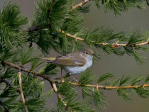Berglaubsänger (Phylloscopus bonelli), Leuk