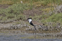 Spornkiebitz (Vanellus spinosus), Lesbos,Griechenland