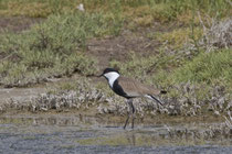 Spornkiebitz (Vanellus spinosus), Lesbos,Griechenland