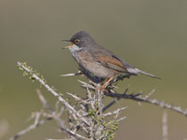 Brillengrasmücke (Sylvia conspicillata), Fuerteventura, Spanien