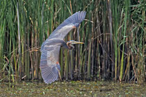 Purpurreiher (Ardea purpurea), Chavornay VD