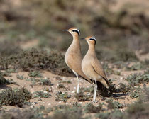 Rennvogel (Cursorius cursor), Fuerteventura, Spanien