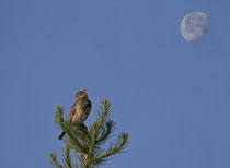 Baumpieper (Anthus trivialis), Bedretto TI