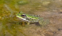 Wasserfrosch, frisch entwickelter Jungfrosch (Gattung Pelophyla), Villnachern