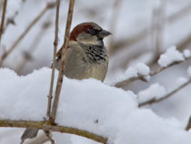 Haussperling (Passer domesticus) M, Villnachern