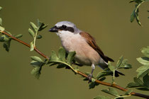 Neuntöter (Lanius collurio), Männchen, Effingen