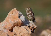 Steinkauz (Athene noctua), Massa-Nationalpark / Marokko