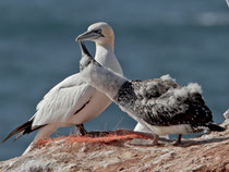 Basstölpel mit Jungvogel, Helgoland D