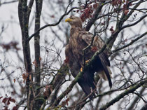 Seeadler (Haliaeetus albicella), Klingnauer Stausee