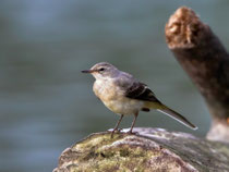 Bergstelze (Motacilla cinera) Jungvogel, Villnachern