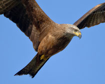 Schwarzmilan (Milvus migrans), El Rocio, Spanien