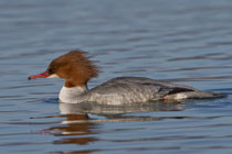 Gänsesäger (Mergus merganser) W, Klingnauer Stausee