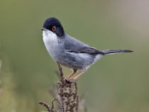 Samtkopfgrasmücke (Sylvia melanocephala), M, Mallorca, Spanien