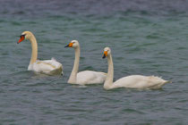 Singschwäne mit Höckerschwan, Triboltingen (Untersee)