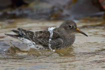 Meerstrandläufer (Calidirs maritima), Helgoland D