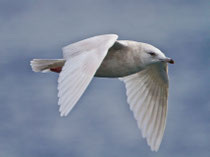 Polarmöwe (Larus glaucoides), Merligen (Thunersee)