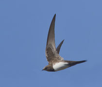 Alpensegler (Apus melba), Seengen