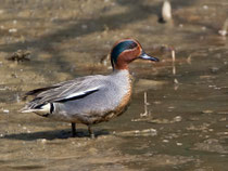Krickente M (Anas crecca), Gippinger Grien
