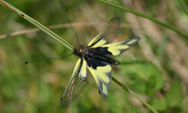 Libellen-Schmetterlingshaft (Libelloides coccajus), Bözen AG