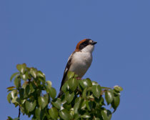 Rotkopfwürger (Lanius senator), Castro Verde, Portugal