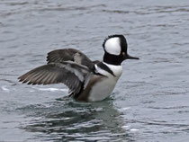 Kappensäger (Lophodytes cucullatus), Zweidlen ZH