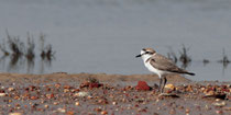 Seeregenpfeifer (Charadrius alexandrinus), Sapal do Castro Marim, Portugal