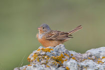 Grauortolan (Emberiza caesia), Lesbos