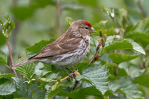 Birkenzeisig (Carduelis flammea), Ulrichen VS