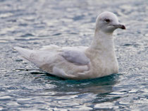 Polarmöwe (Larus glaucoides), Merligen (Thunersee)