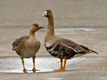 Blässgans mit Jungvogel, Helgoland D