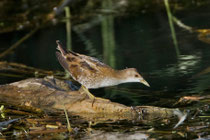 Kleines Sumpfhuhn (Porzana parva) juv., Klingnauer Stausee