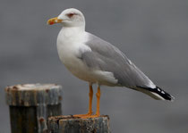 Mittelmeermöwe (Larus michahellis), Schlichtkleid, Romanshorn