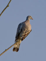 Ringeltaube (Columba palumbus), Jungvogel, Petit Camargue Alsacienne