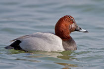 Tafelente M (Aythya ferina), Klingnauer Stausee