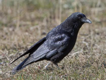 Rabenkrähe (Corvus corone), Flachsee