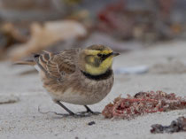 Ohrenlerche (Eremophila alpestris), Helgoland