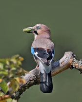 Eichelhäher (Garrulus glanarius), Schinznach