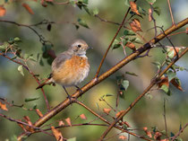 Gartenrotschwanz W (Phoenicurus phoenicurus), Hard A