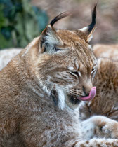 Luchs (Lynx), Tierpark Lange Erlen, Basel