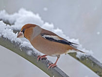 Kernbeisser (Coccothraustes coccothraustes), SK, Villnachern