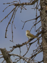 Berglaubsänger (Phylloscopus bonelli), Leuk