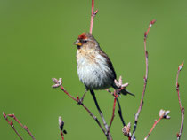 Birkenzeisig (Carduelis flammea), Ulrichen VS